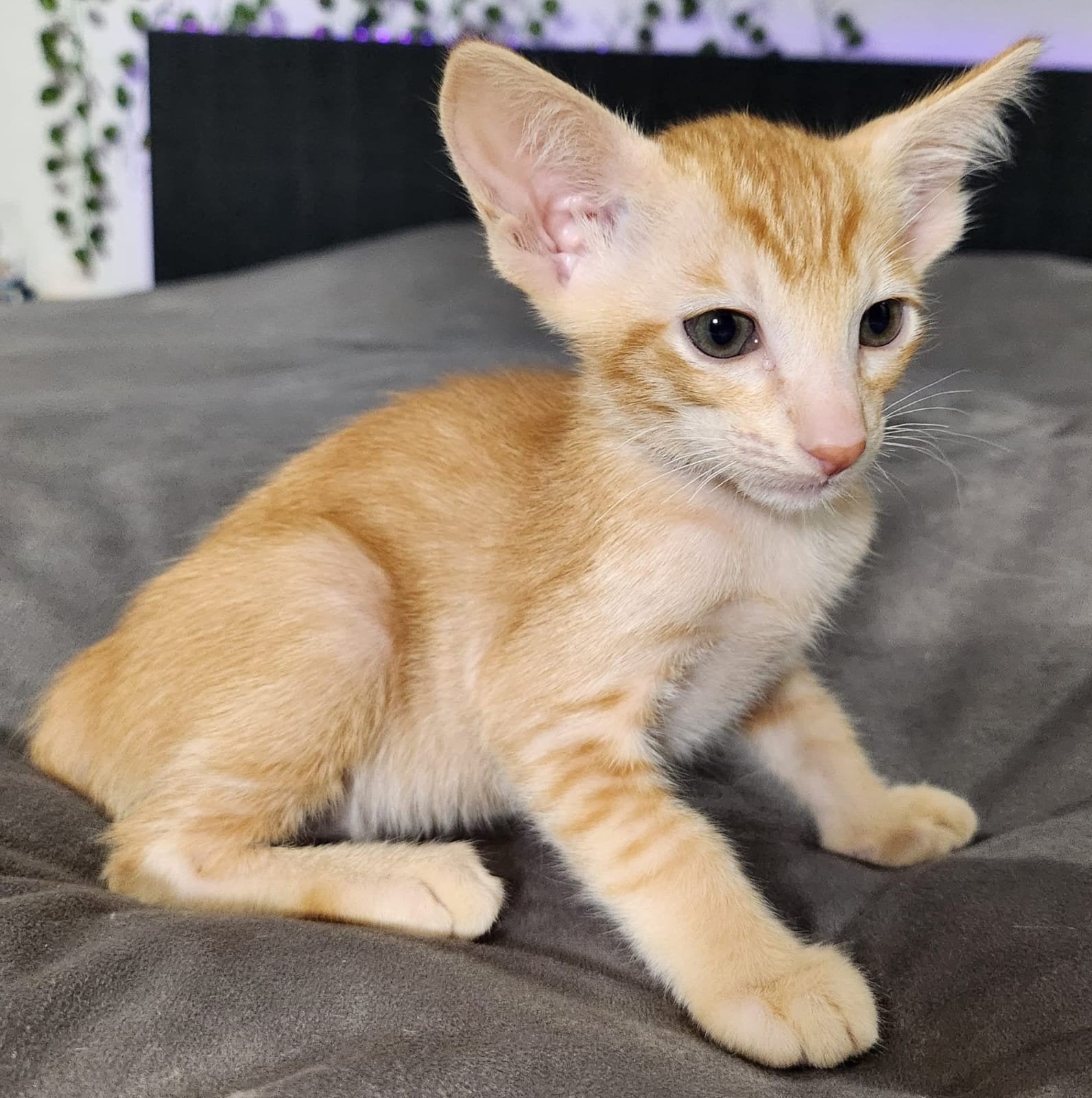 Oosterse rode tabby en Oosters reekalf, Dieren en Toebehoren, Poes, Kortharig, 0 tot 2 jaar