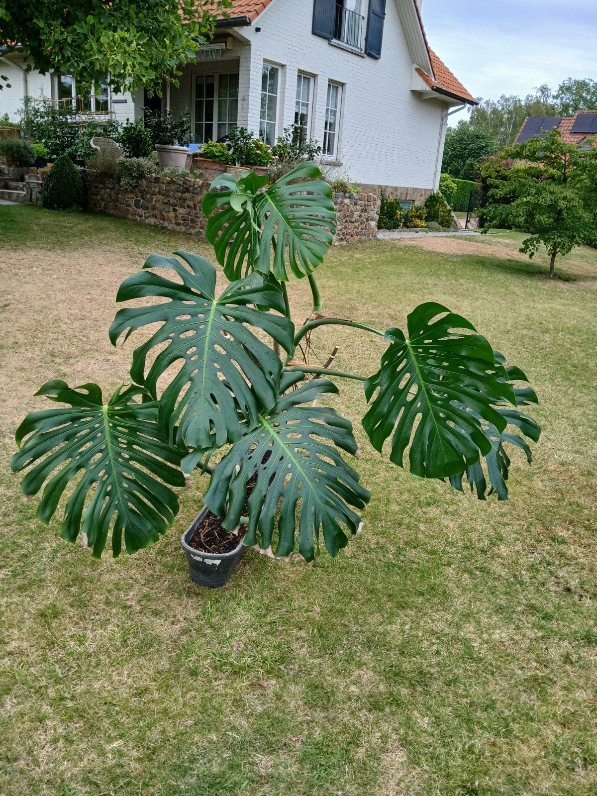 Monstera xxl, Métal