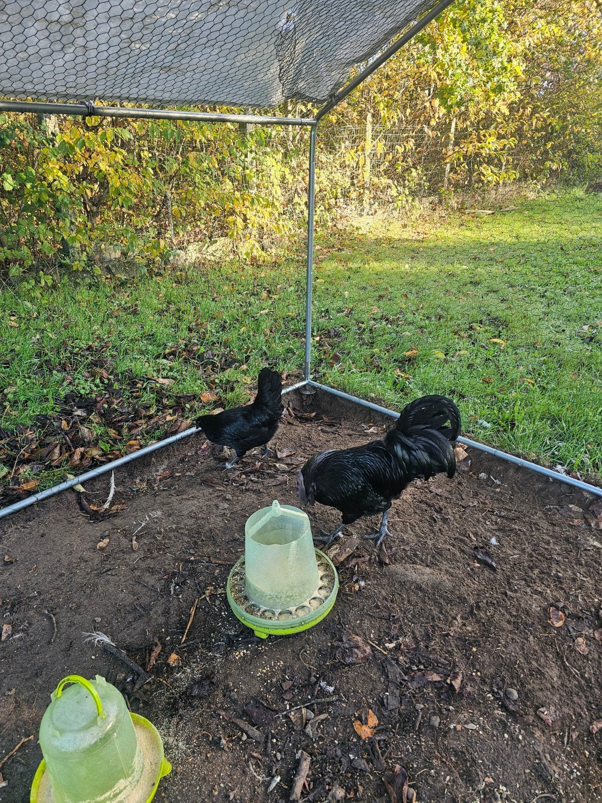 AYAM CEMANI HEN en HAAN, Dieren en Toebehoren, Meerdere dieren, Kip