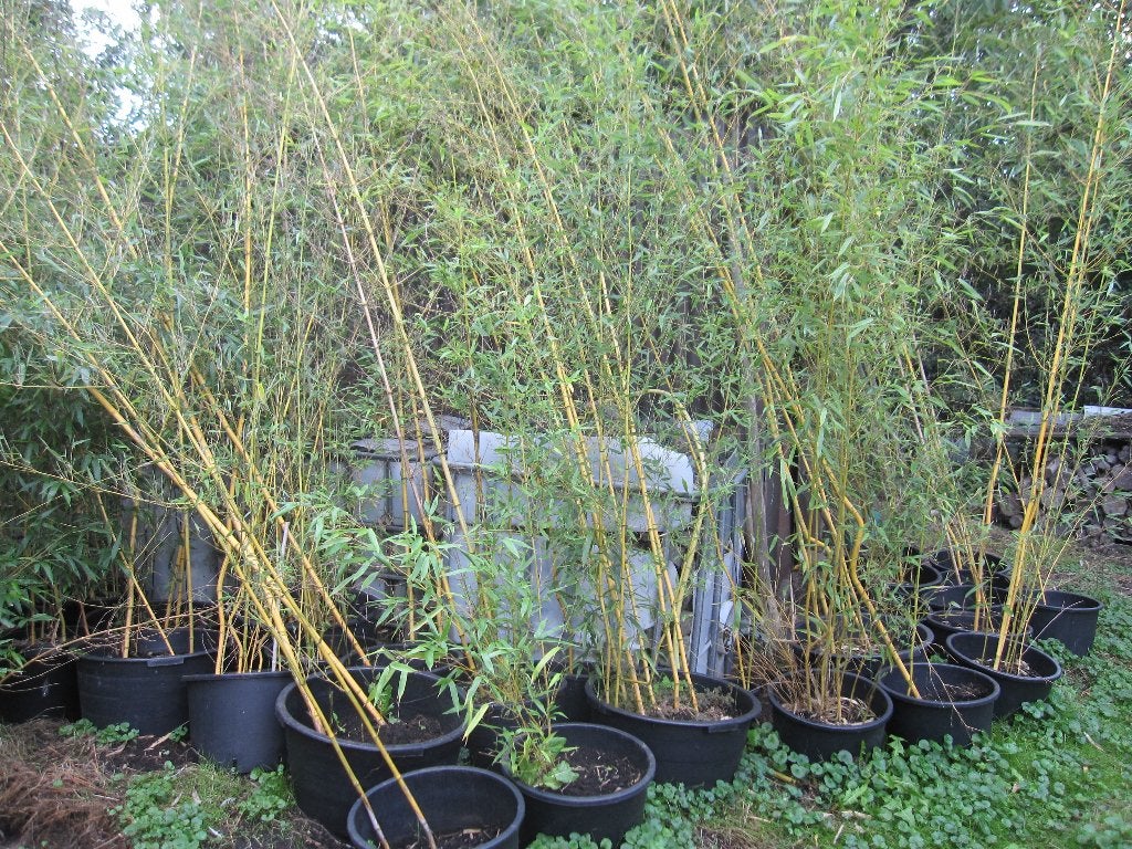 bamboe: Phyllostachys, Enlèvement, Plante fixe