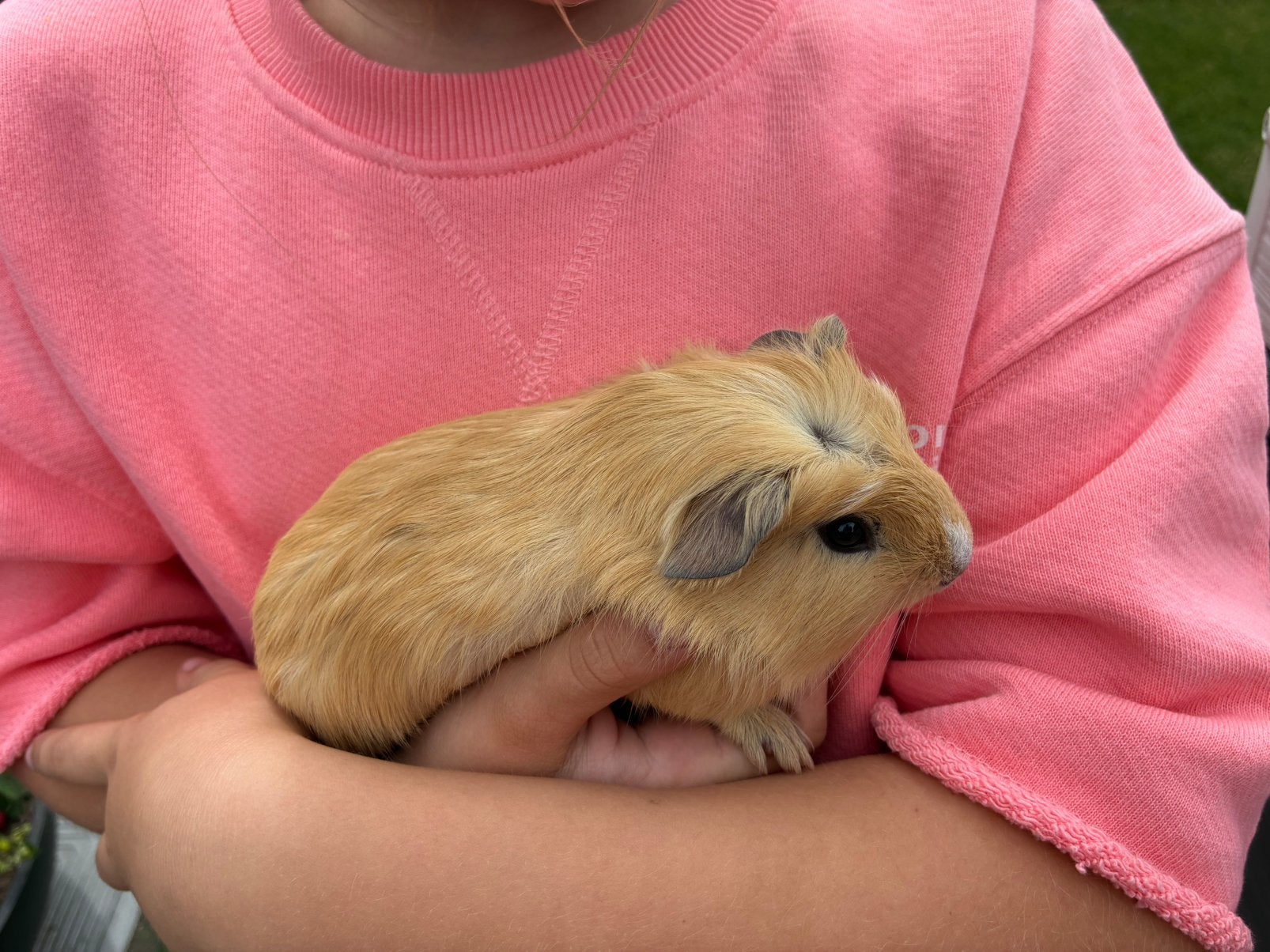 Jong cavia beertje, Dieren en Toebehoren, Cavia, Mannelijk, Mei, Tam