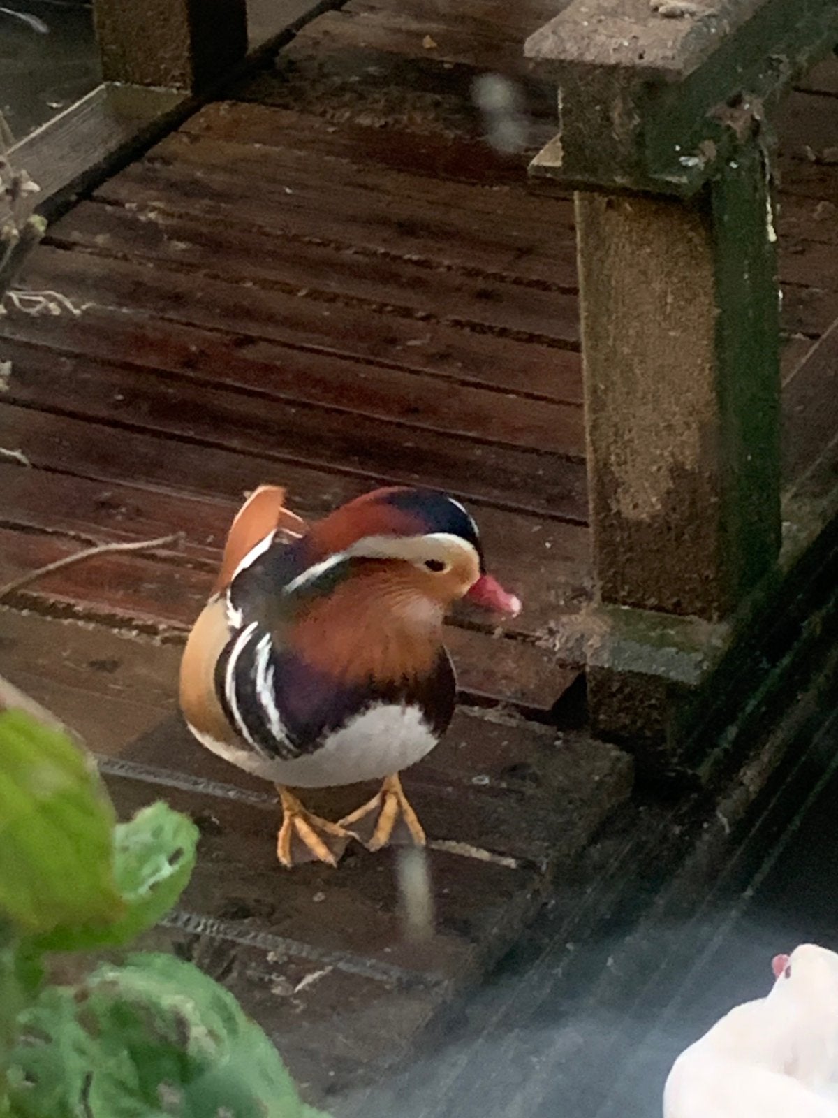 Siereenden carolina en mandarijn eenden, Dieren en Toebehoren