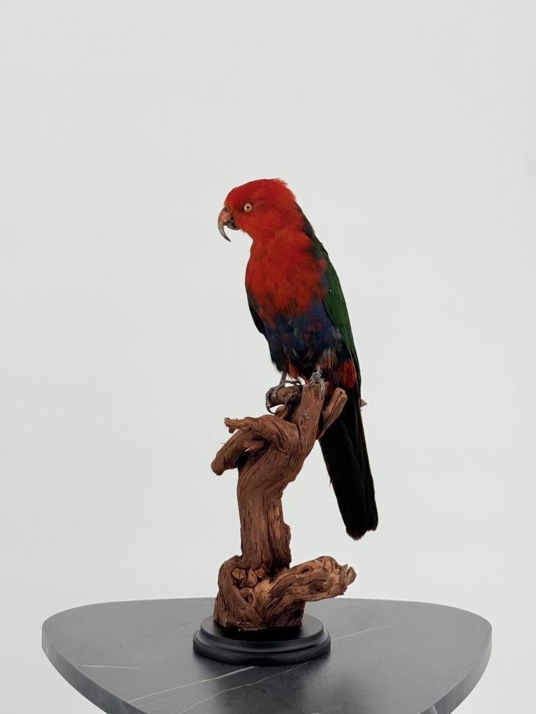 Taxidermie Koningsparkiet op houten stronk, Verzamelen, Dierenverzamelingen, Nieuw, Opgezet dier, Vogel, Ophalen of Verzenden
