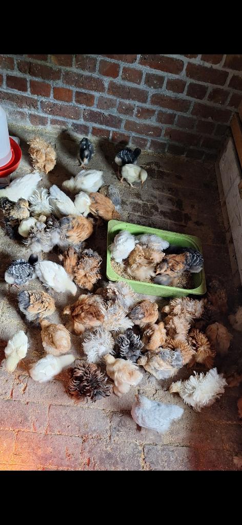 Cochin kriel krulveer en gladveer
