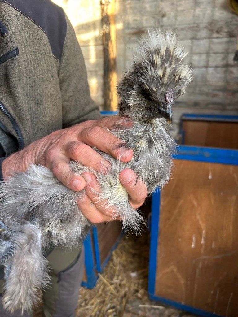 Jonge zijdehoen haantjes, Dieren en Toebehoren, Mannelijk, Kip