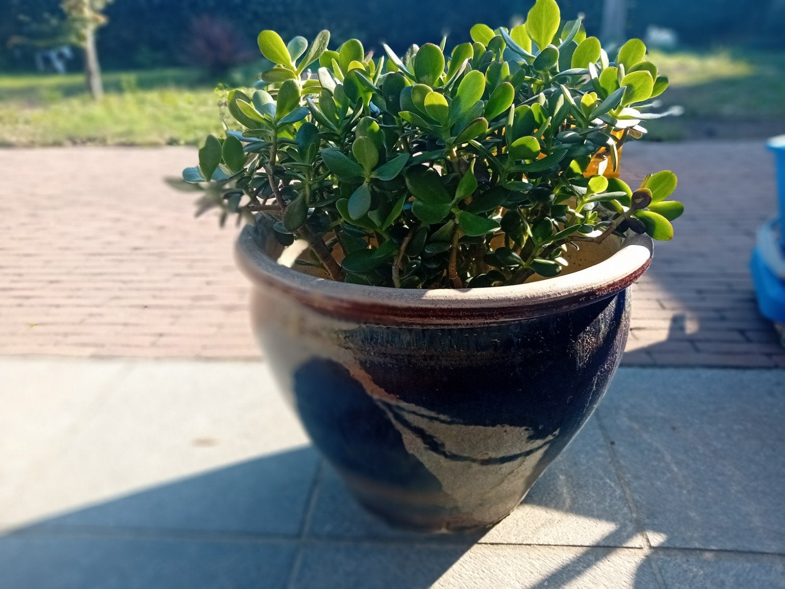 2 planten in grote pot, Tuin en Terras, Ophalen