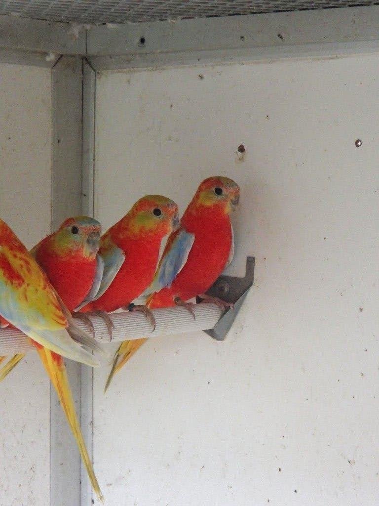 perruches turquoises, Plusieurs animaux, Perruche, Bagué