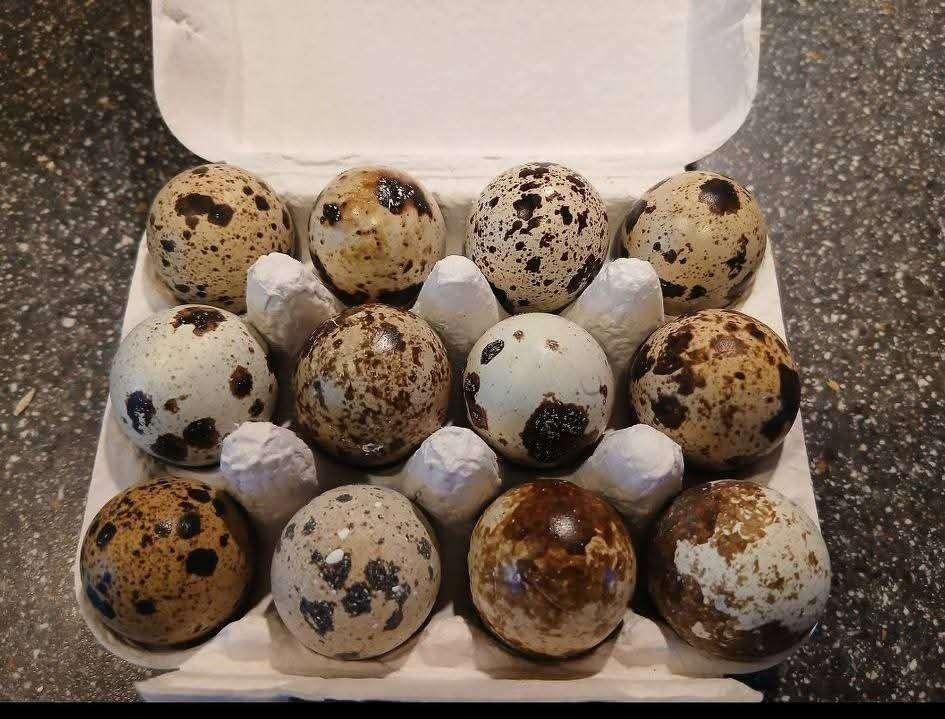 Oeufs fécondés cailles jumbo, Enlèvement