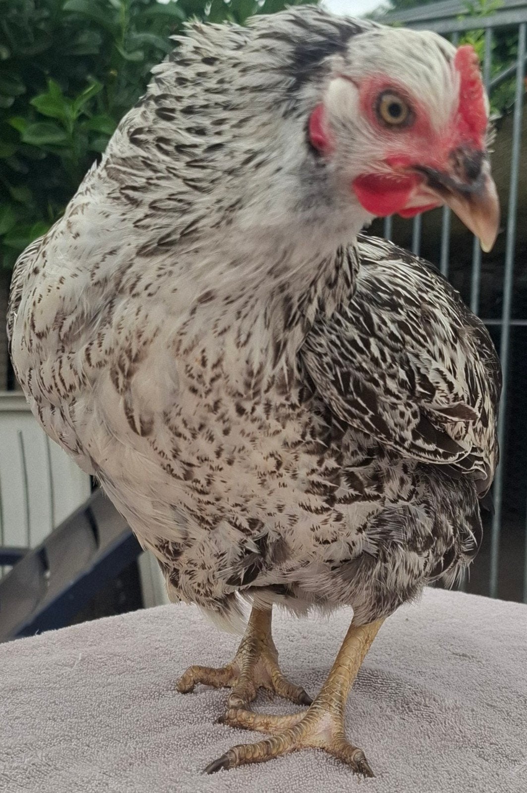 Kippen/Hennen, Dieren en Toebehoren, Vrouwelijk, Kip