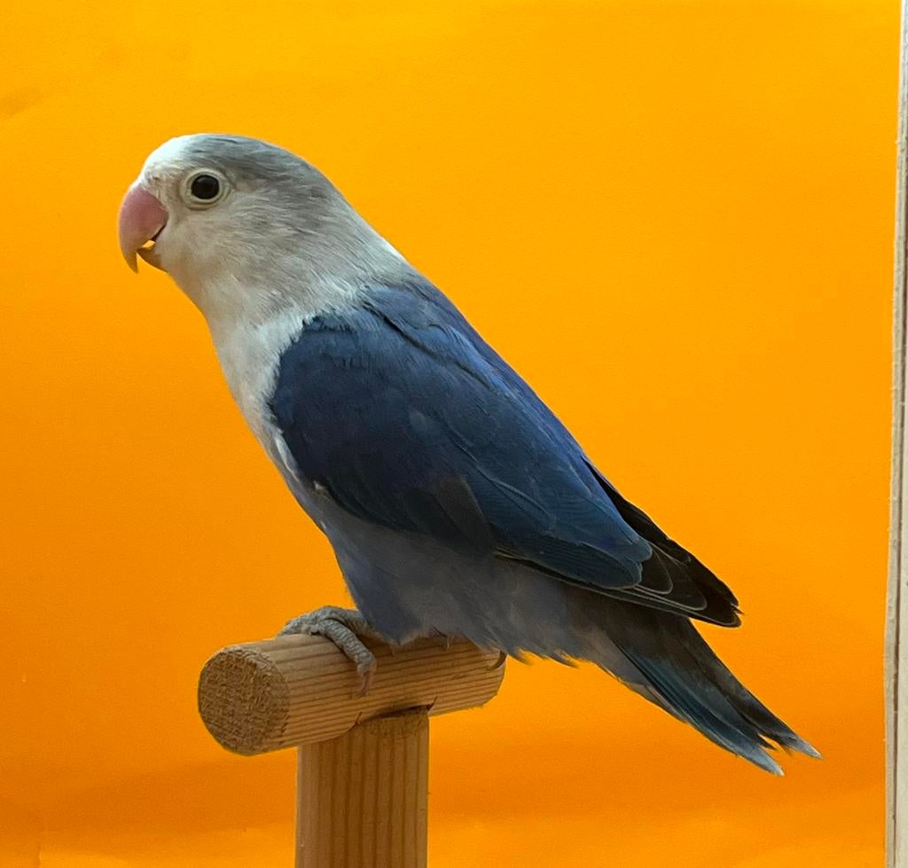 Agapornis ficherie, Dieren en Toebehoren, Vrouwelijk, Dwergpapegaai of Agapornis, Geringd