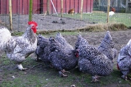 Mechelse koekoek hennen, Plusieurs animaux, Poule ou poulet