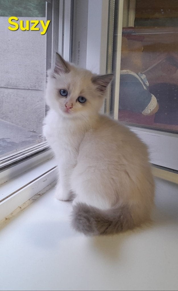 ragdoll kitten, Chatte ou Chat, Avec pedigree, 0 à 2 ans
