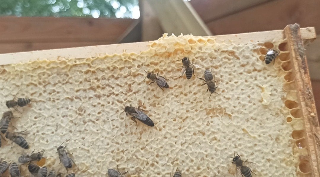 Op zoek naar een bevruchte koningin, Dieren en Toebehoren, Insecten en Spinnen, Bijen