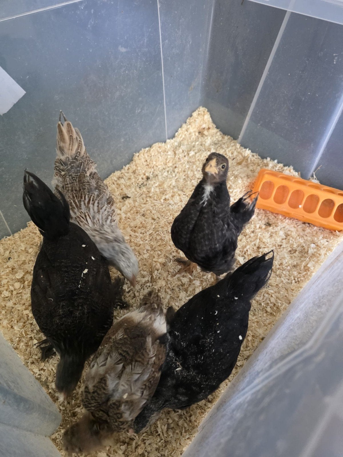 Te koop 5 kuikens, Dieren en Toebehoren, Meerdere dieren, Kip