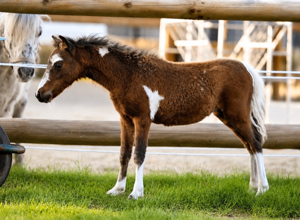 AMHA / NMPRS Minipaardjes, Dieren en Toebehoren, Pony's, Merrie, Met stamboom, 0 tot 2 jaar