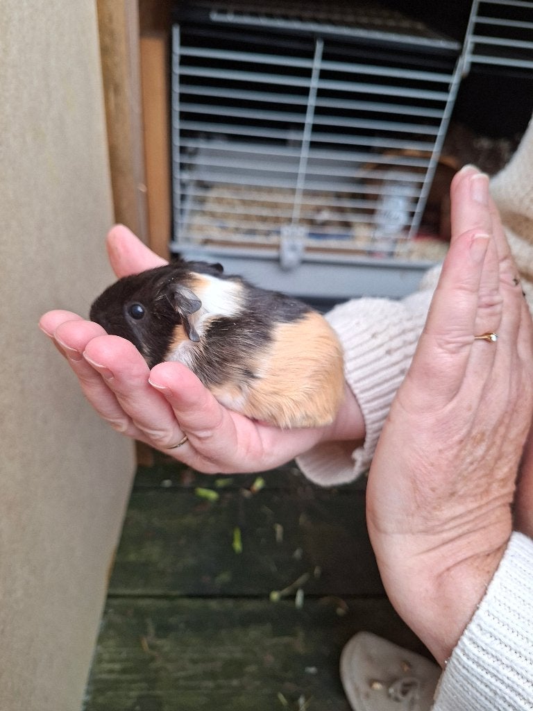3 cavias, Dieren en Toebehoren, September, Geslacht onbekend, Cavia
