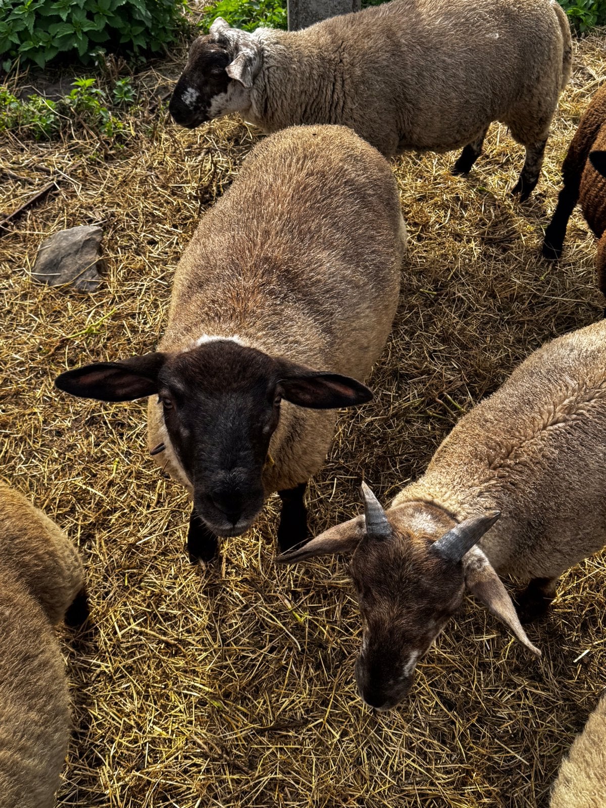 Jonge rammen