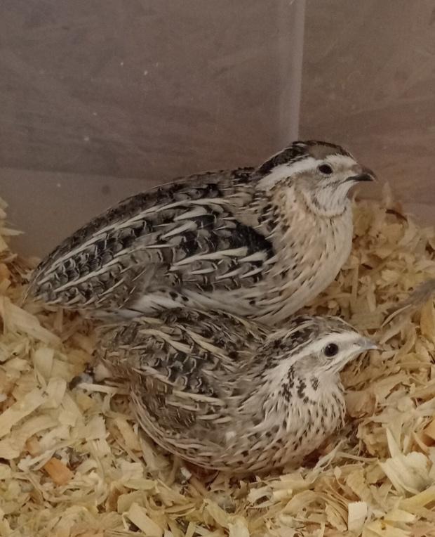 Europese / Inlandse kwartels MUTATIE GRIJS, Dieren en Toebehoren, Pluimvee