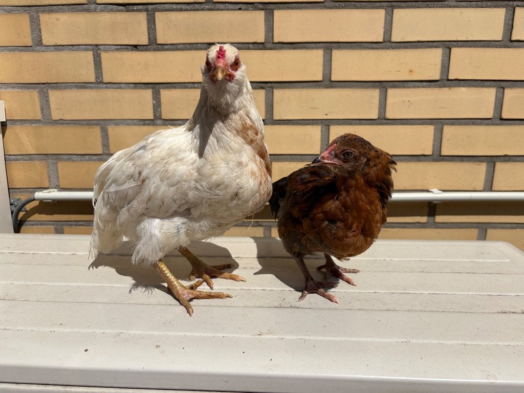 Legkippen, Dieren en Toebehoren, Pluimvee, Vrouwelijk, Kip