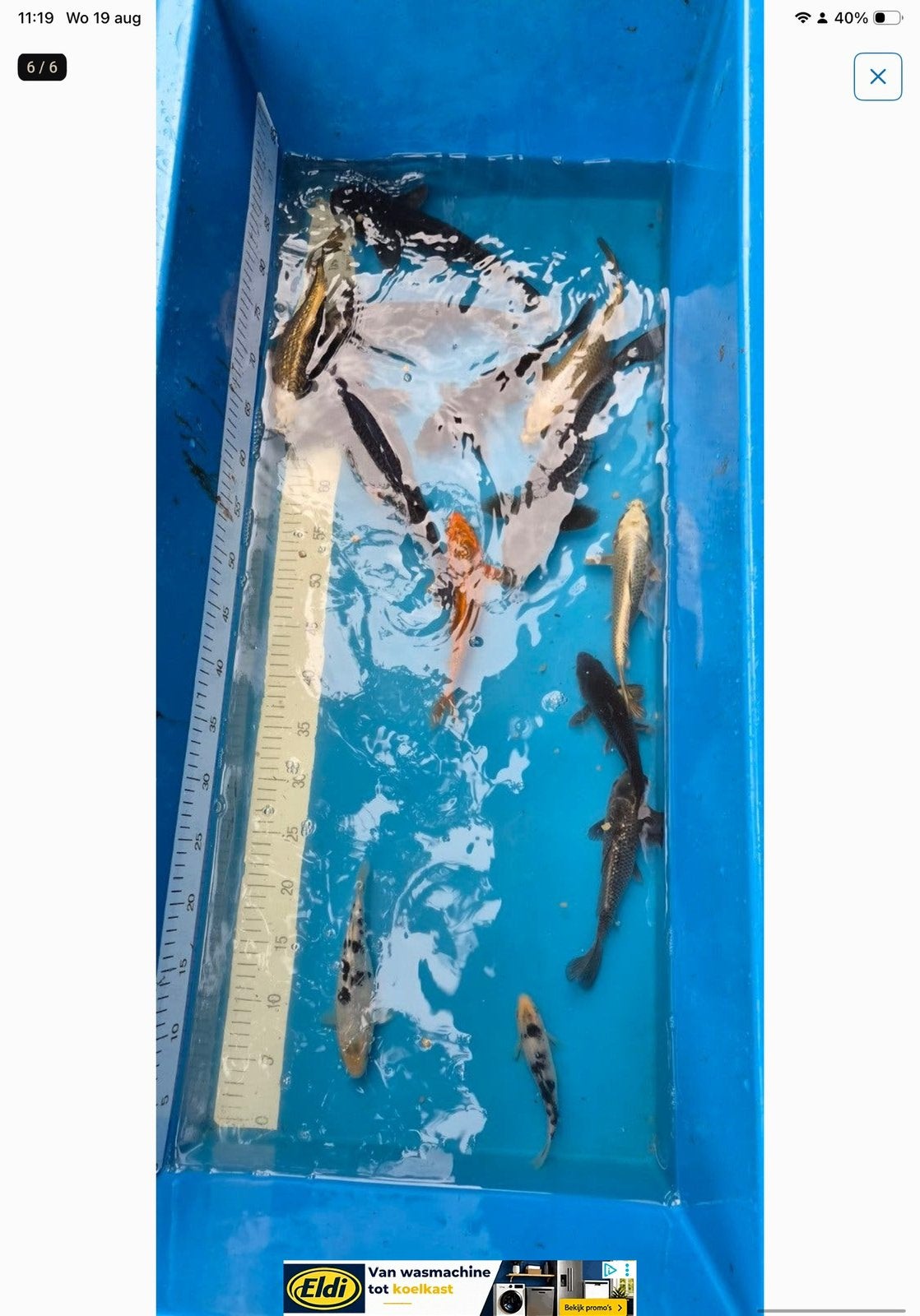 12 koi tot 35 cm, Dieren en Toebehoren, Vissen | Vijvervissen