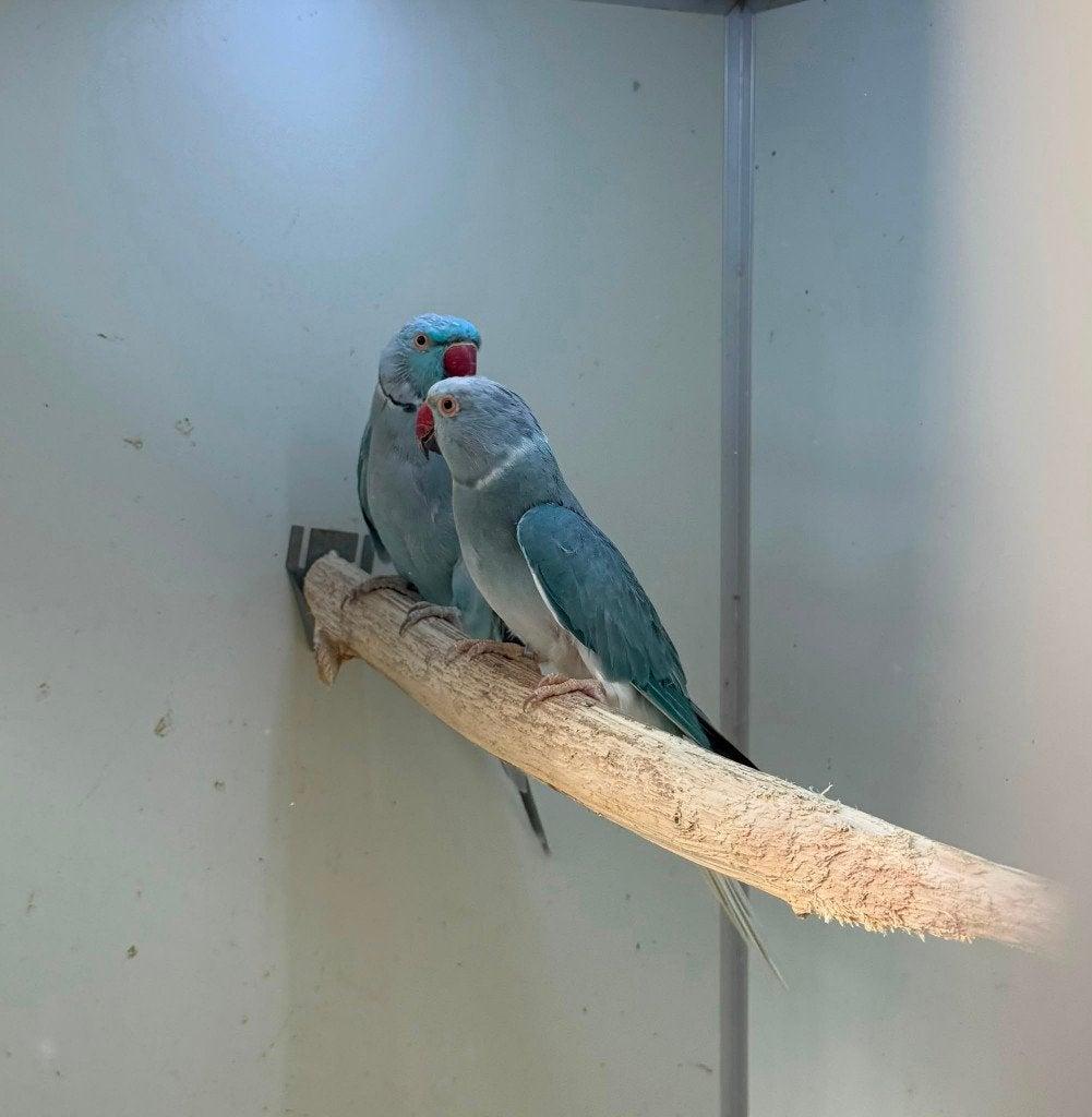 kweekkoppel halsbandparkieten opaline wkws, Dieren en Toebehoren, Papegaai