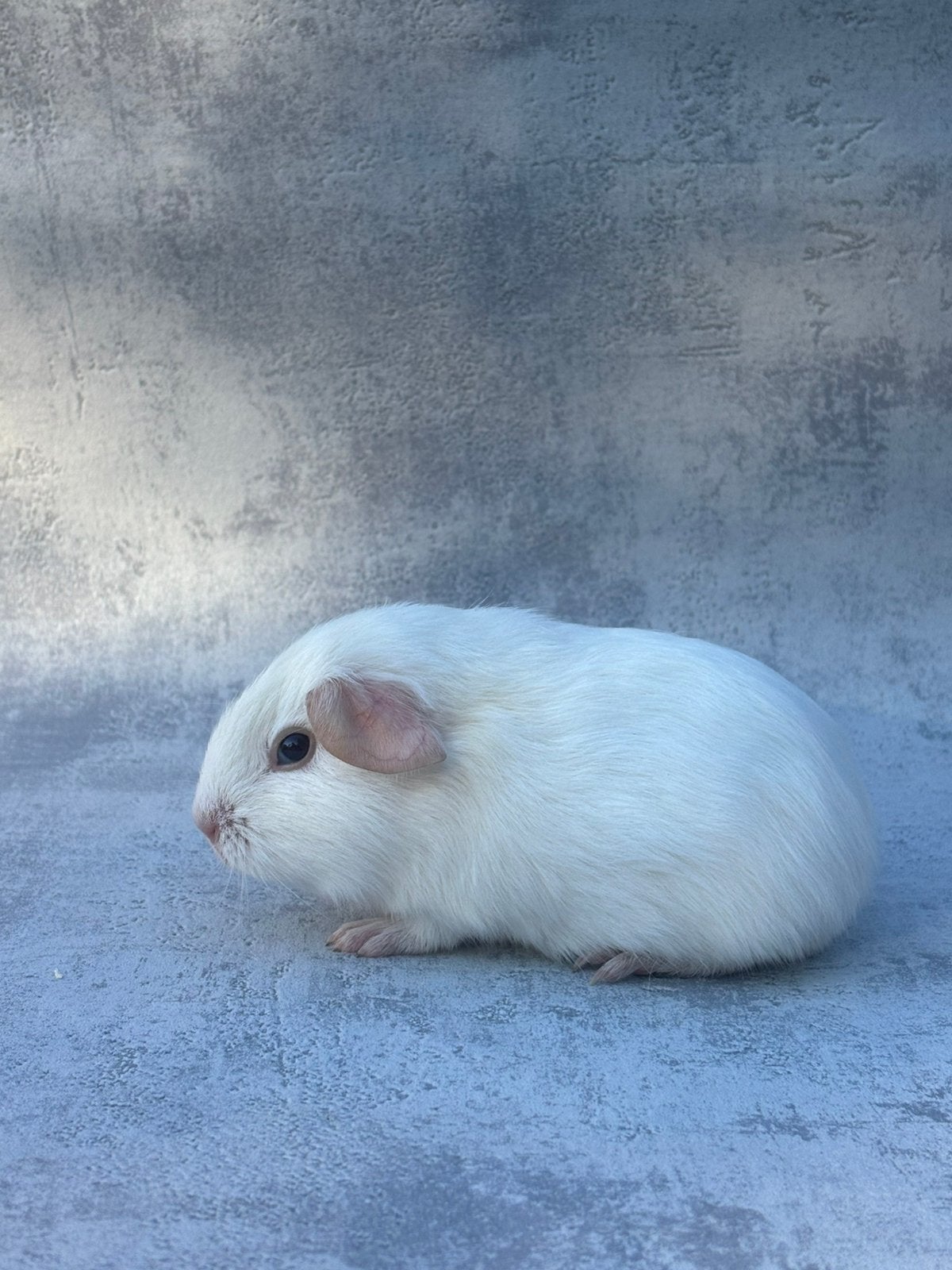 Cavia wit donkeroog mannetje, April, Mannelijk, Cavia