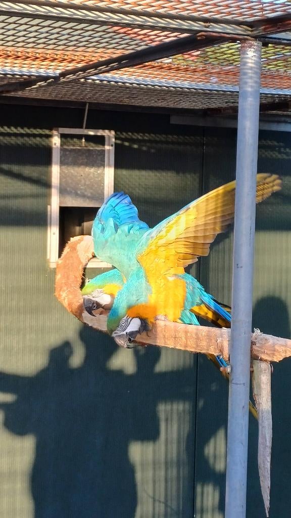 Te koop diverse kweekkoppels papagaaien, Dieren en Toebehoren, Vogels | Parkieten en Papegaaien, Meerdere dieren, Papegaai, Geringd