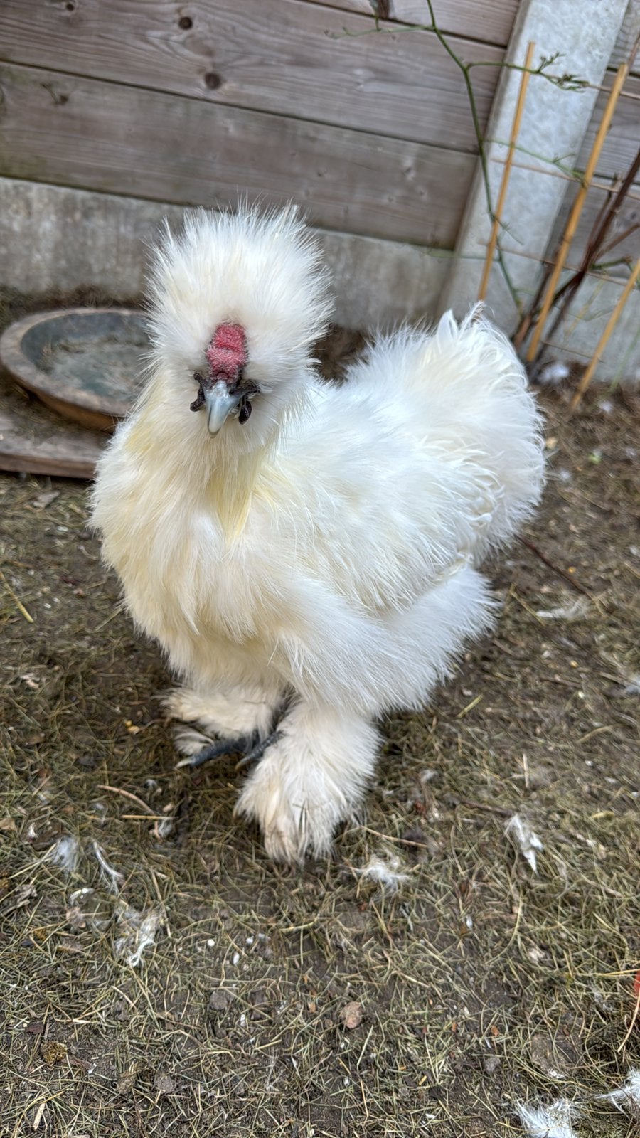 Haan (zijdehoen), Dieren en Toebehoren