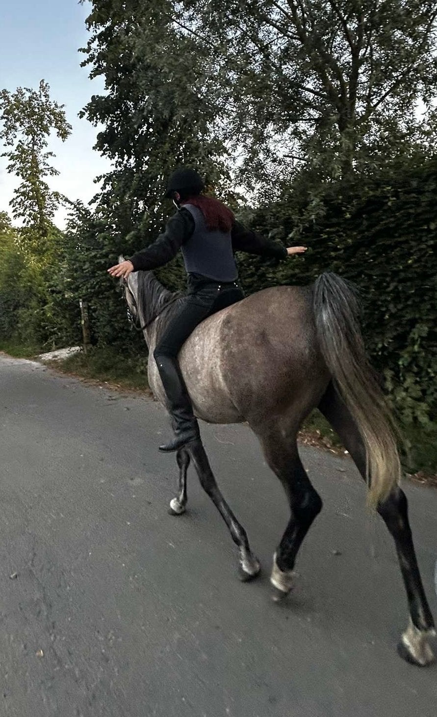 À la recherche d'un cheval de soin