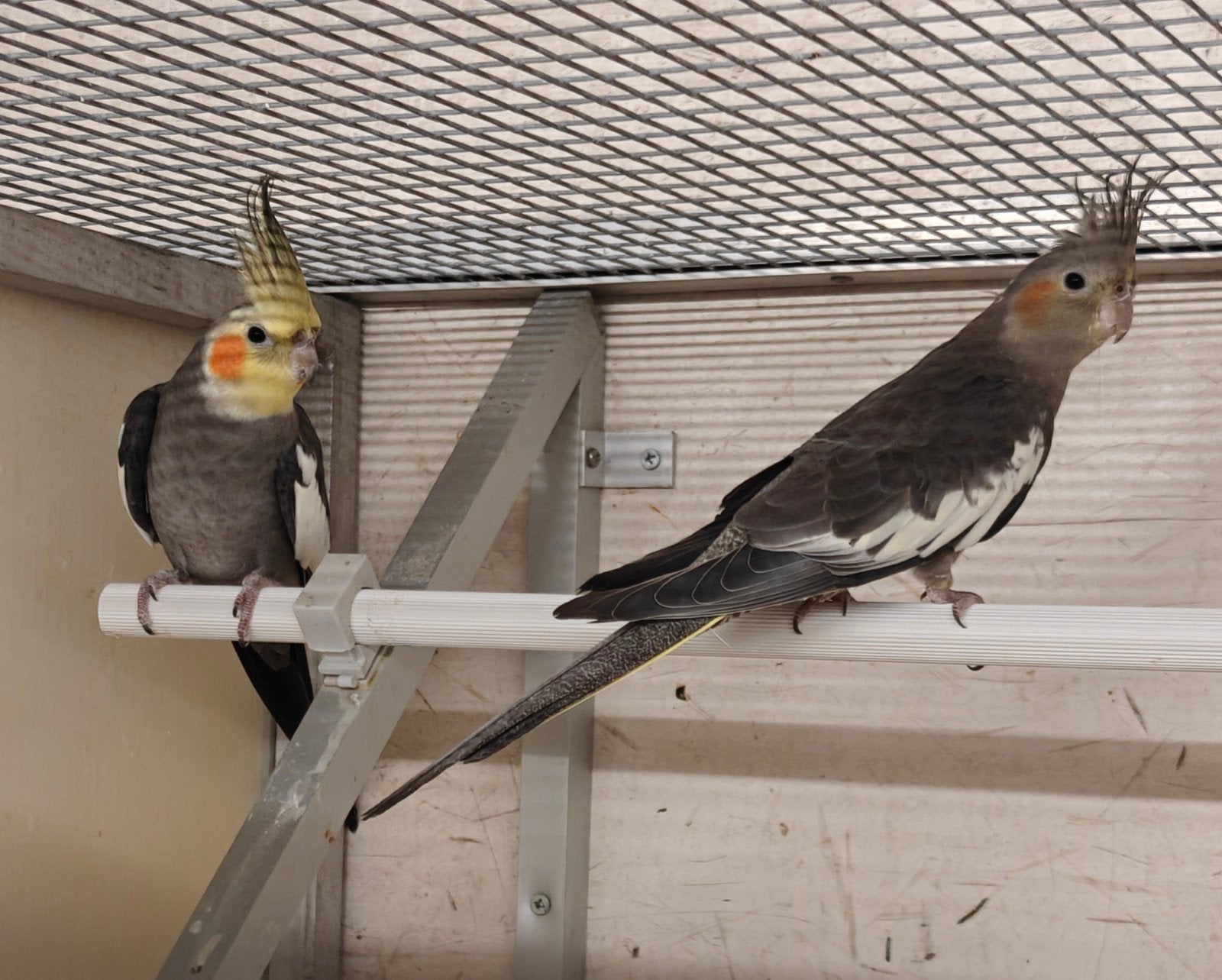 koppel wildkleur valkparkieten, Dieren en Toebehoren, Vogels | Parkieten en Papegaaien, Meerdere dieren