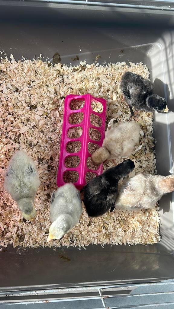 9 kalkoenkuikens, Dieren en Toebehoren, Pluimvee, Geslacht onbekend, Kalkoen