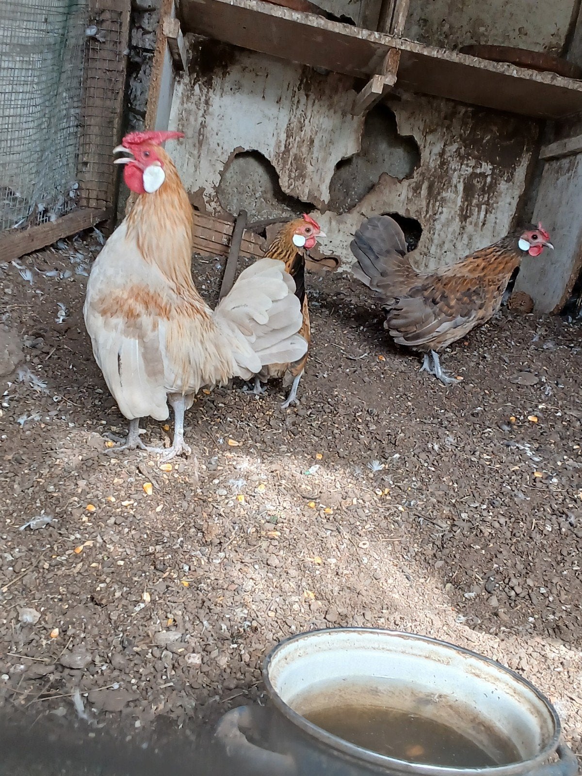 Trio kiel kippen 40 euro