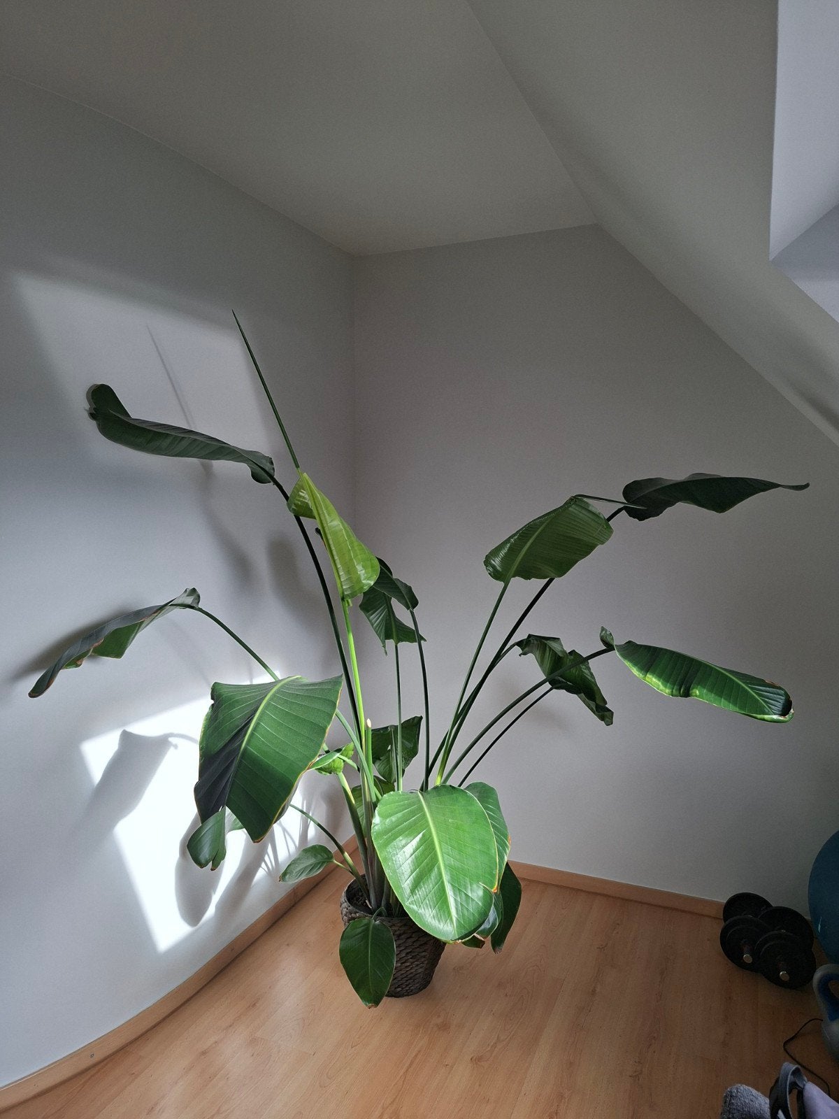 Strelitzia, Huis en Inrichting, Groene kamerplant, Ophalen, Overige soorten, Halfschaduw