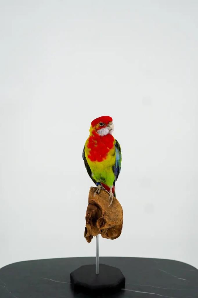 Oostelijke rosella op houten sokkel, Ophalen of Verzenden, Nieuw, Vogel, Opgezet dier