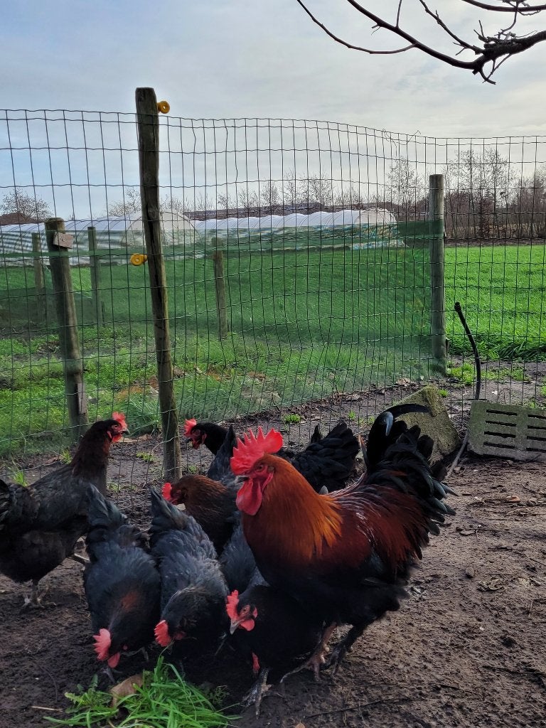 Foktoom Marans koperhals, Dieren en Toebehoren, Pluimvee