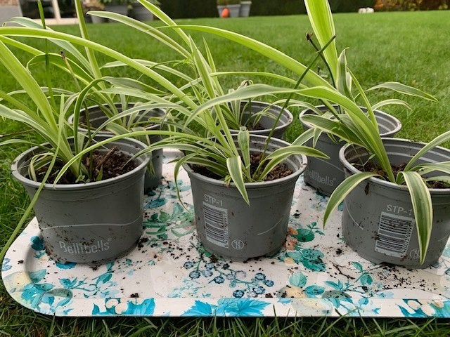 Mooie graslelie (Chlorophytum) stekjes, Huis en Inrichting, Kamerplanten, Ophalen