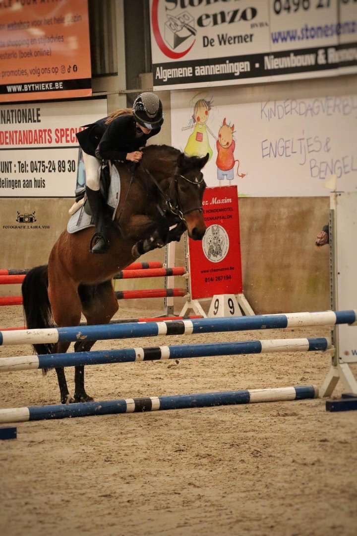 Spring pony, Animaux & Accessoires, B, Moins de 160 cm, Cheval de saut, Jument
