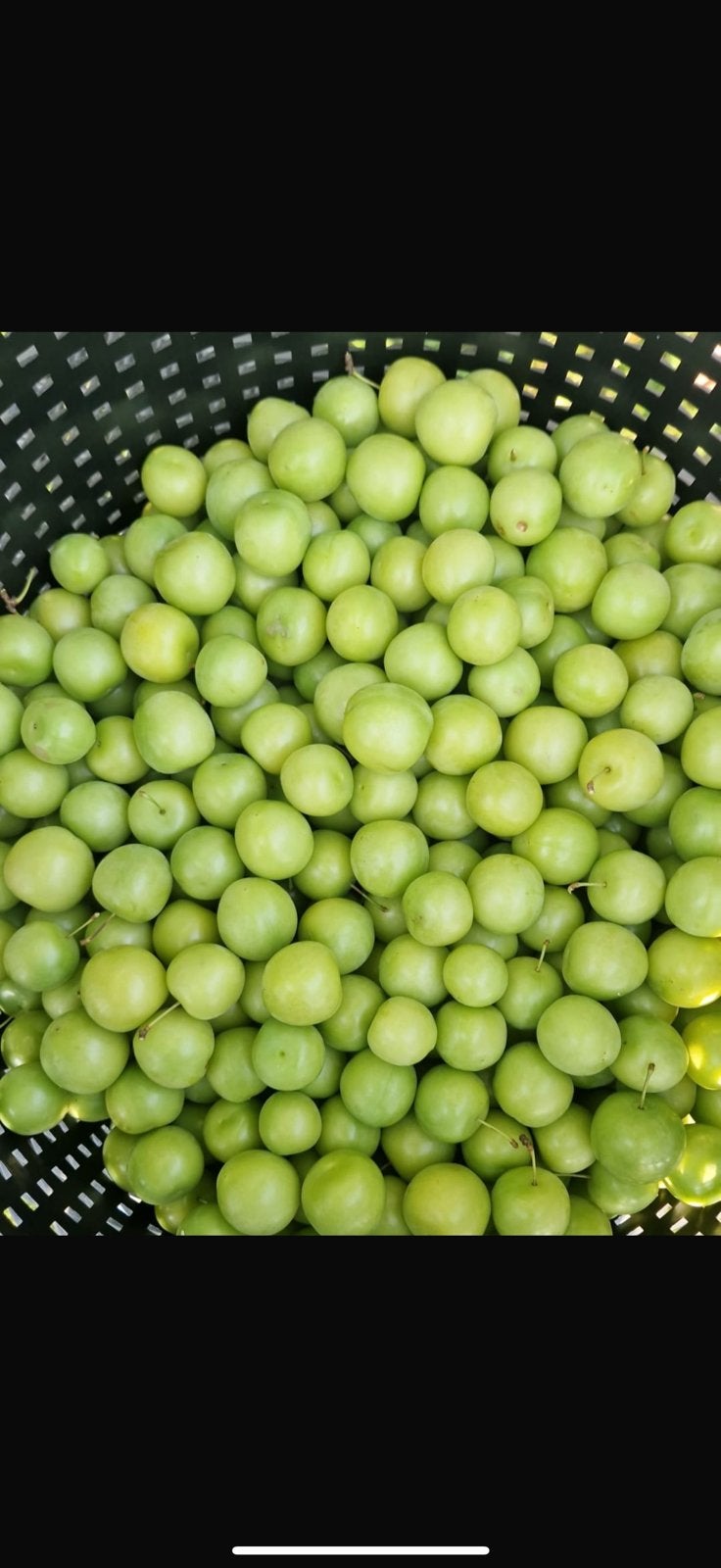 Taze canerik verse pruimen, Divers, Produits alimentaires, Enlèvement