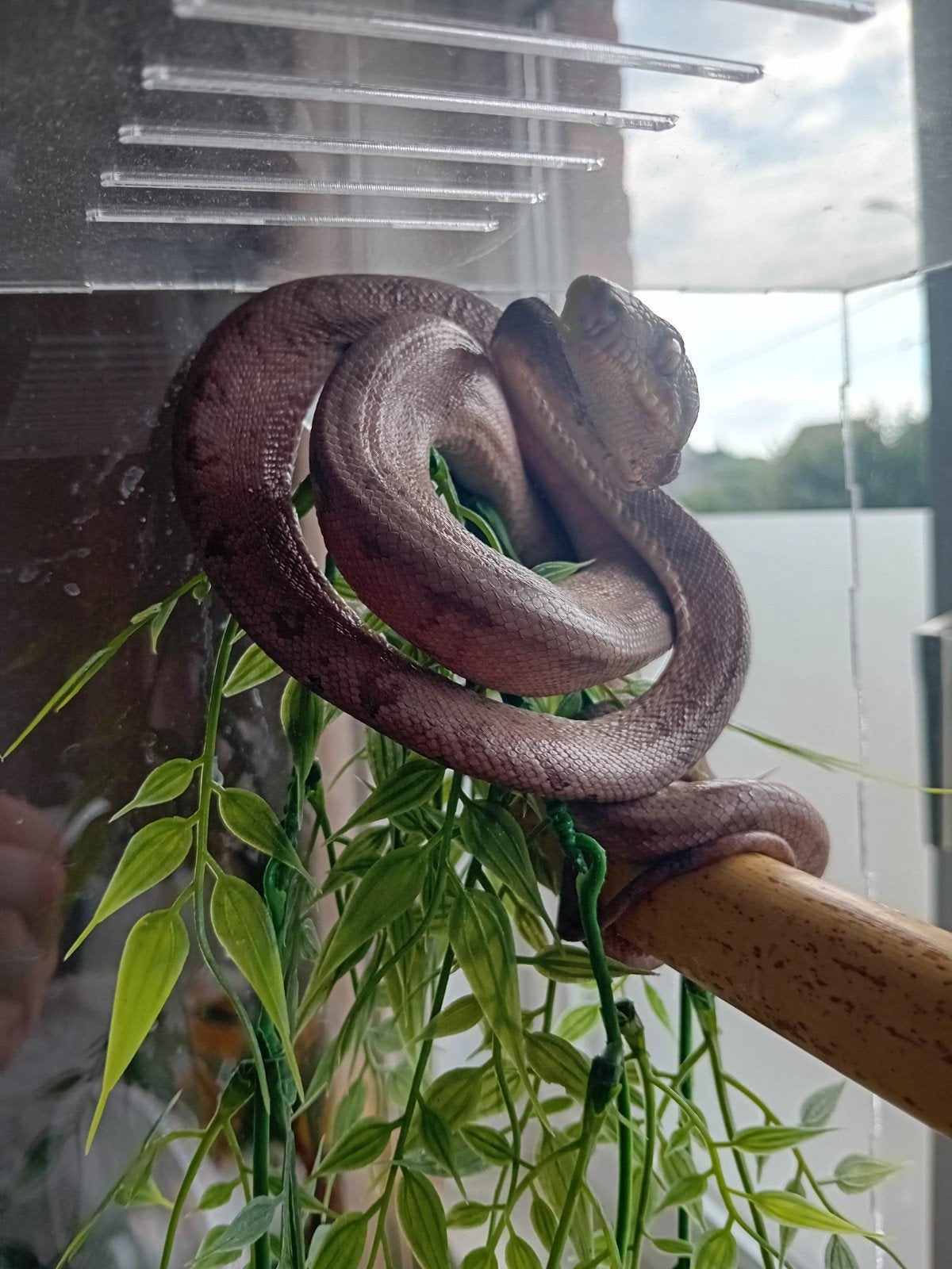 0.1 corallus hortulanus of tuinboa, Slang, 0 tot 2 jaar