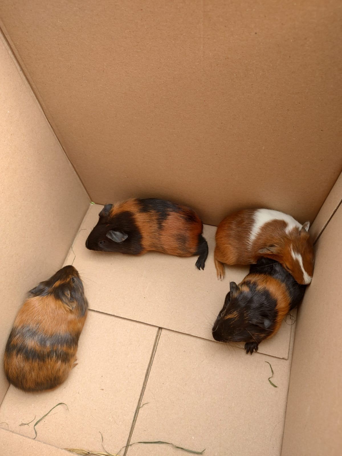 Cavia's, Juin
