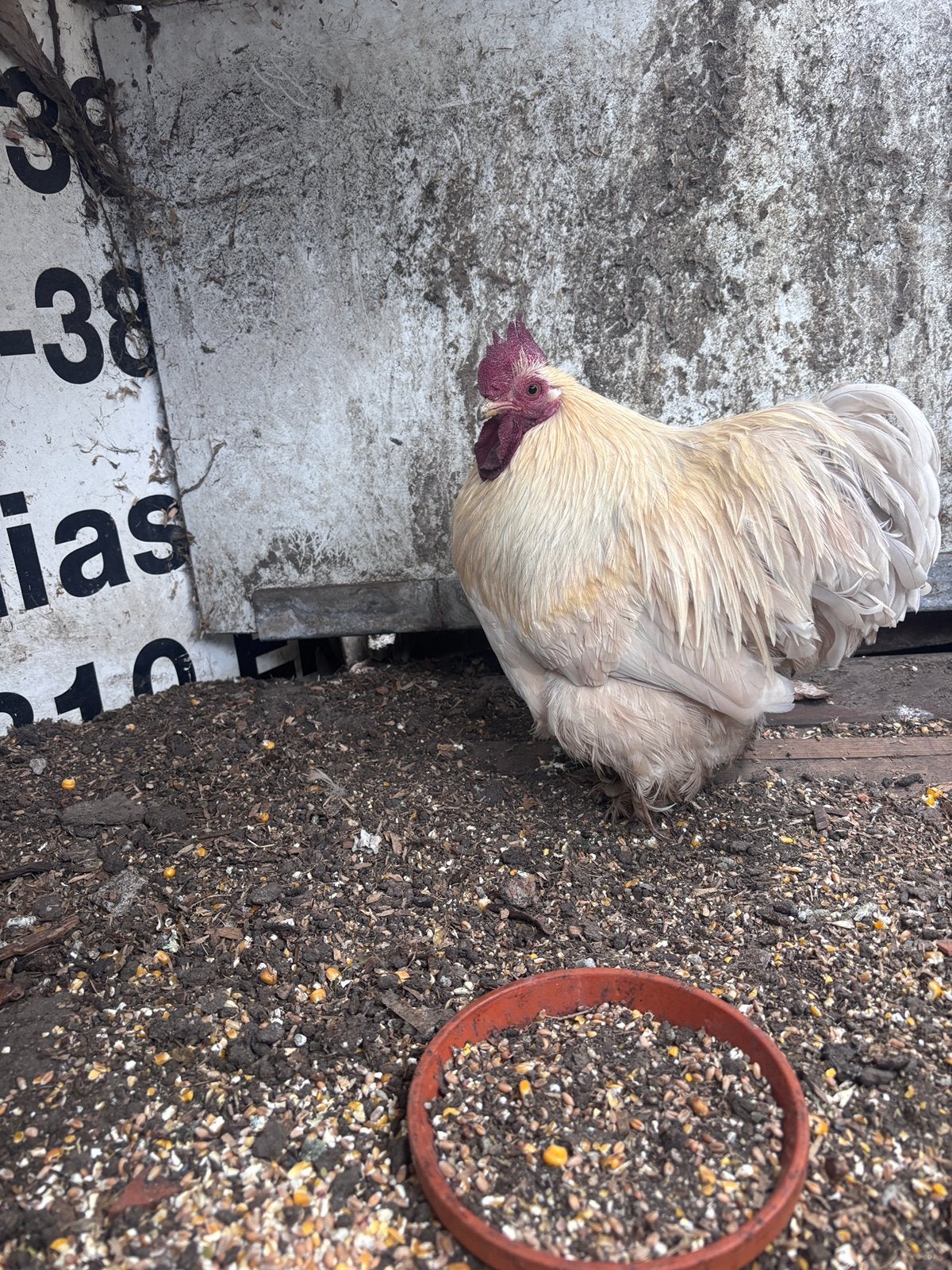 Gratis hanen, Animaux & Accessoires, Mâle, Poule ou poulet