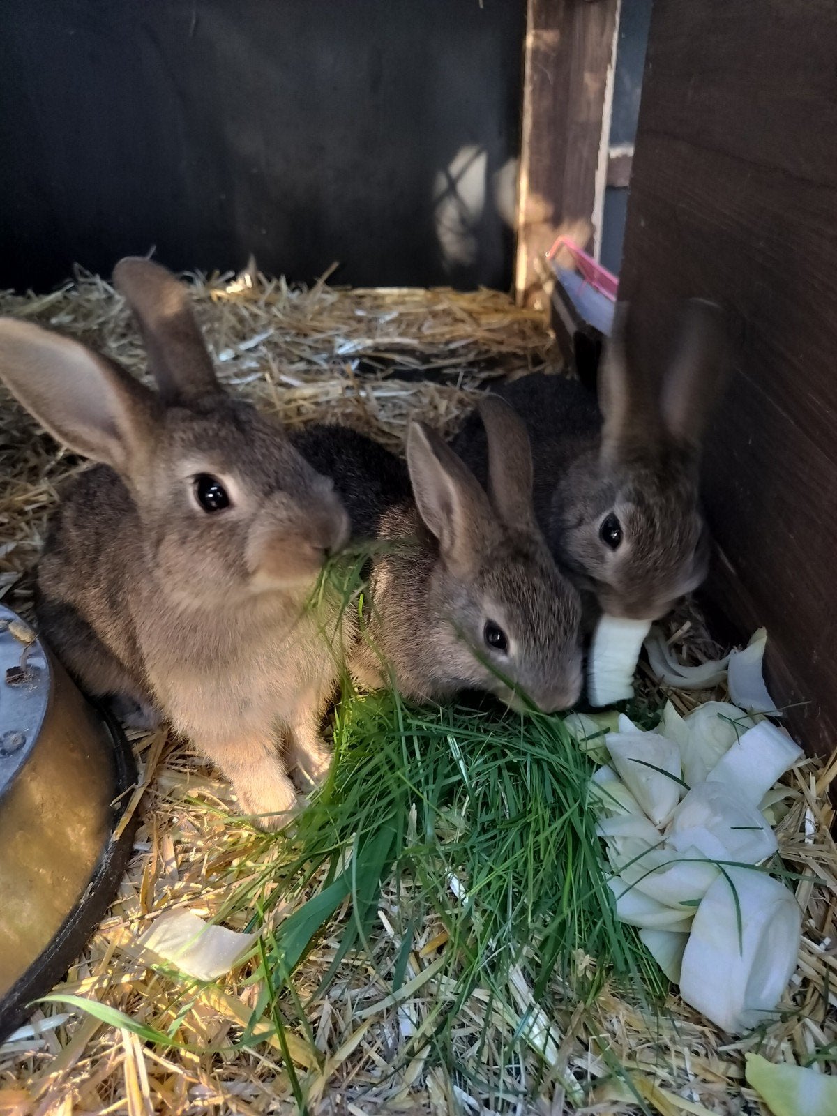 dwergkonijn, Dieren en Toebehoren