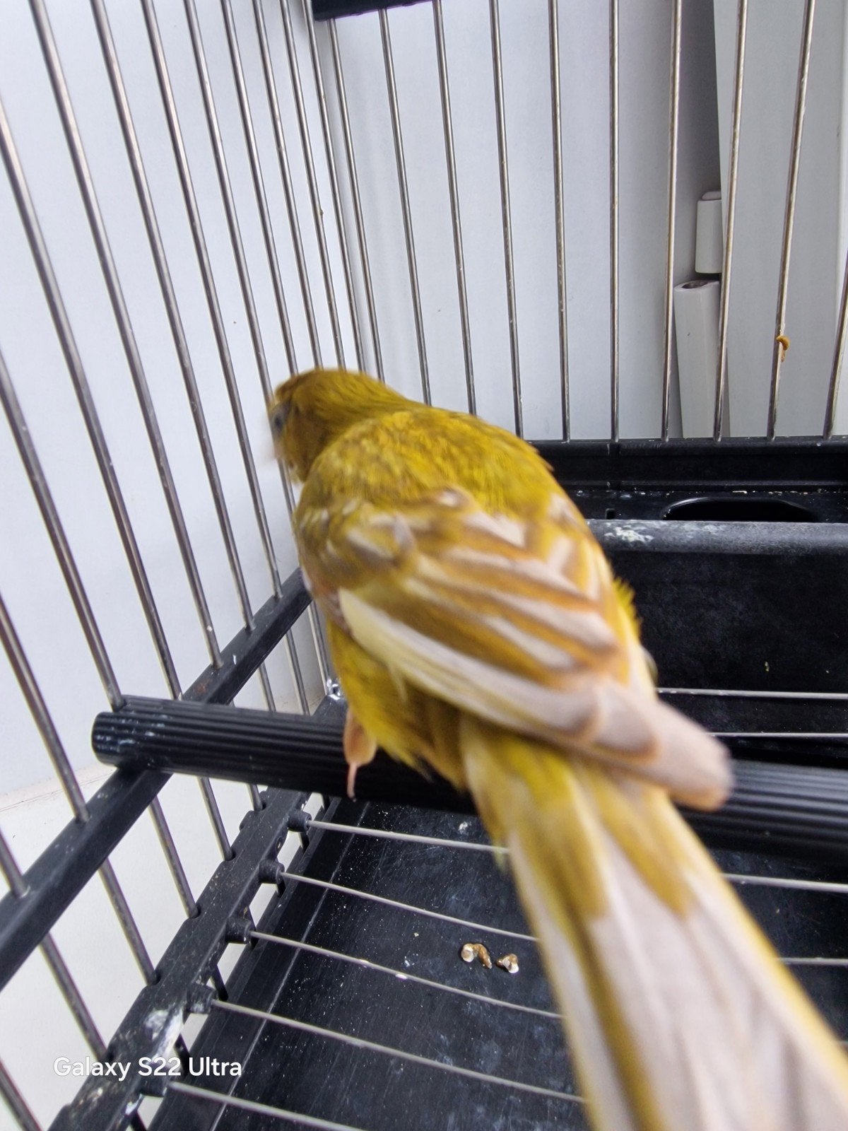 male reza espanole jasepé, Animaux & Accessoires, Oiseaux | Canaris