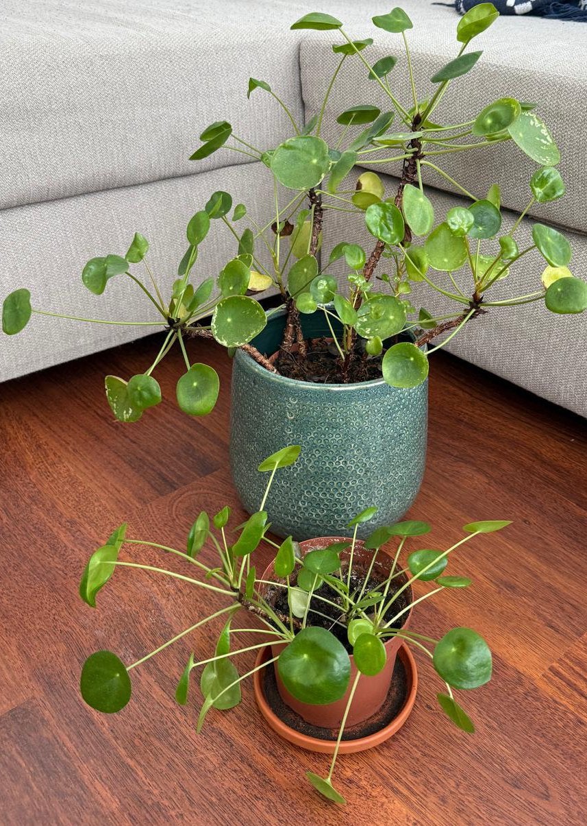 2 Planten met potten, Huis en Inrichting, Ophalen