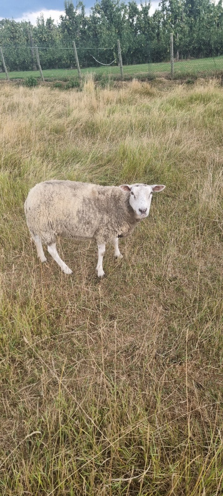 texel français, Dieren en Toebehoren, Meerdere dieren, Schaap, 0 tot 2 jaar
