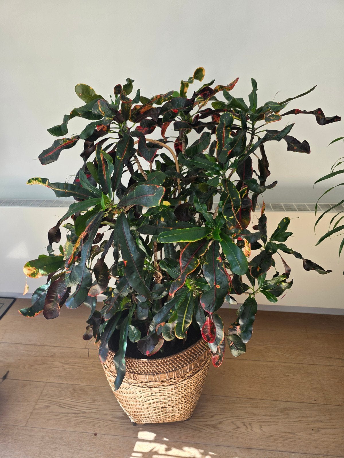 Croton mammy codiaeum in kweekpot – hoogte 120cm, Huis en Inrichting, Kamerplanten, Ophalen, 100 tot 150 cm, Overige soorten, Halfschaduw