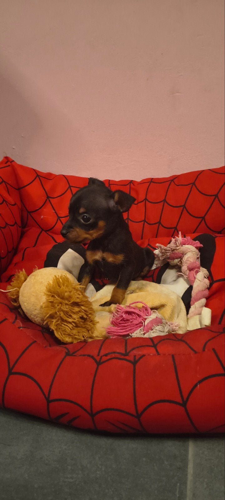 pinscher pups, Dieren en Toebehoren, België, Fokker | Hobbymatig, CDV (hondenziekte), 8 tot 15 weken