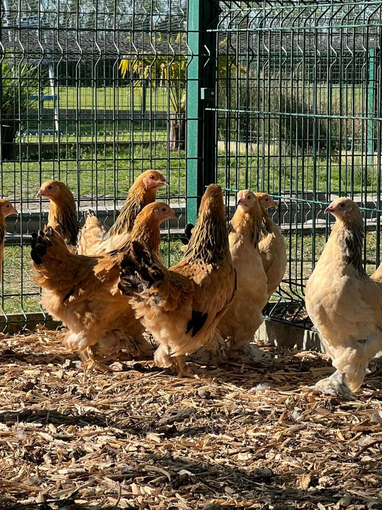 Brahma kriel, Plusieurs animaux, Poule ou poulet