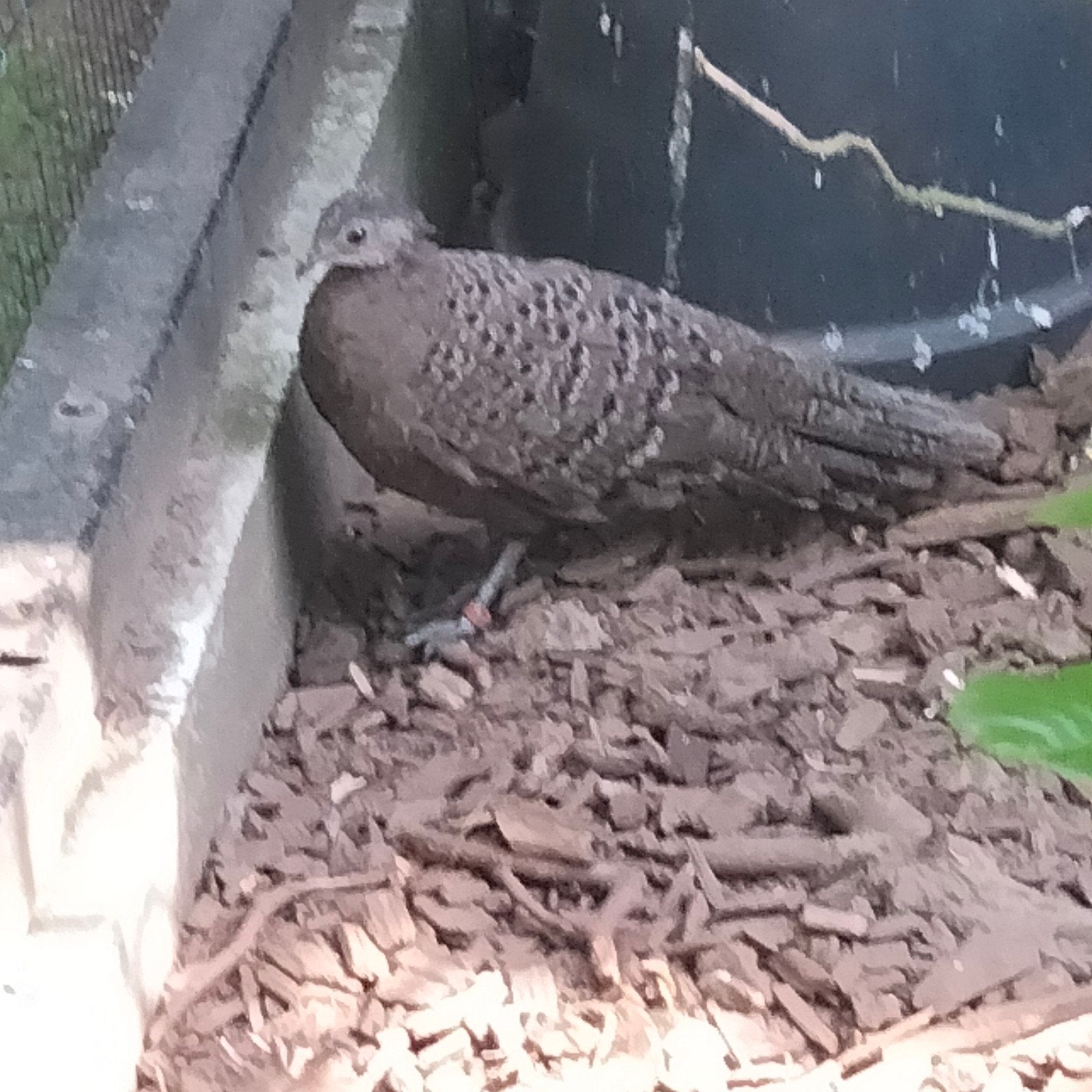 chinquin pauwfazant, Dieren en Toebehoren, Pluimvee, Meerdere dieren, Overige soorten