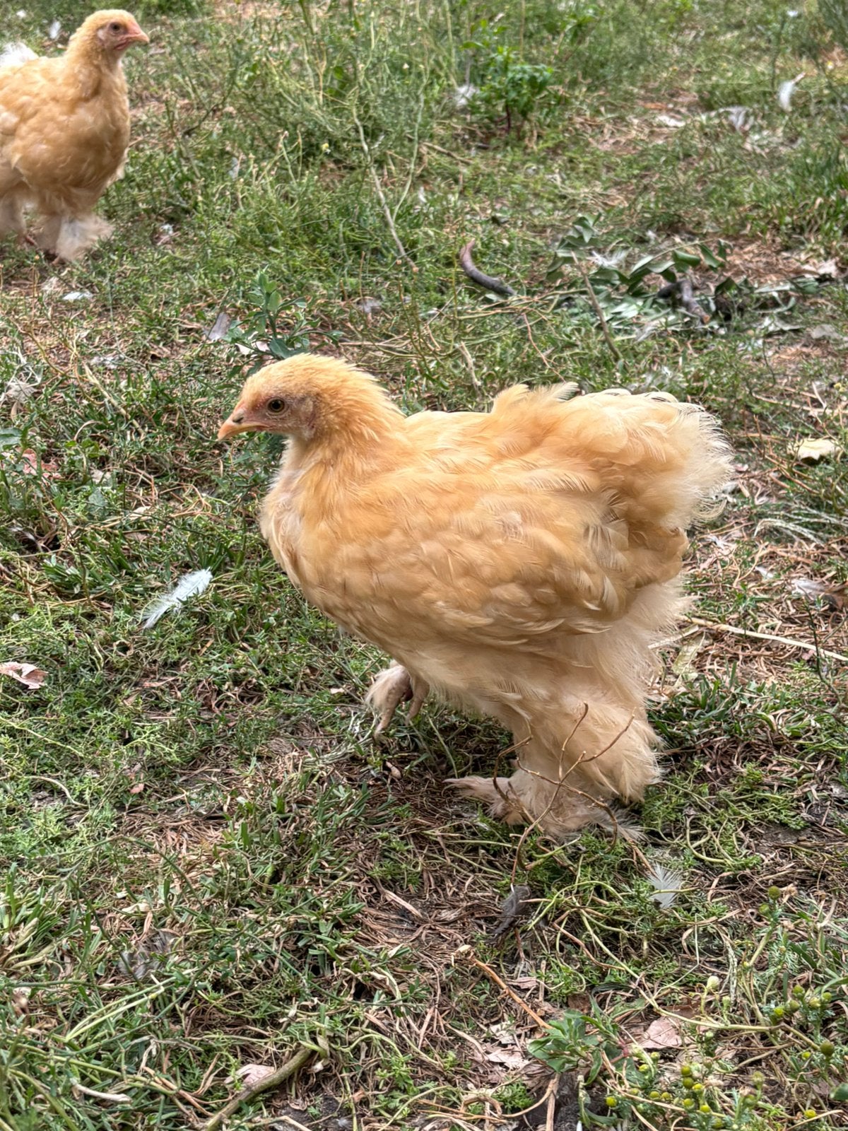 Jonge cochins groothoender kleur buff, Dieren en Toebehoren, Pluimvee, Meerdere dieren